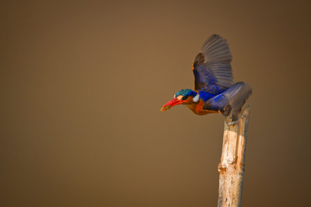 Malachite kingfisher flies from post holding bugの写真素材
