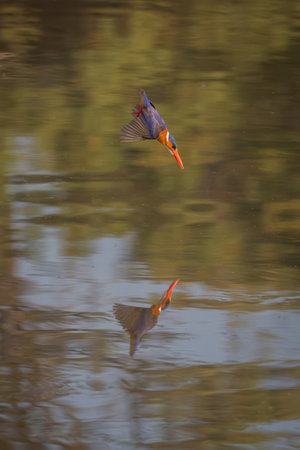Malachite kingfisher dives towards river casting reflectionの写真素材