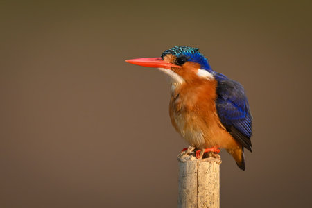 Malachite kingfisher facing left on split postの写真素材