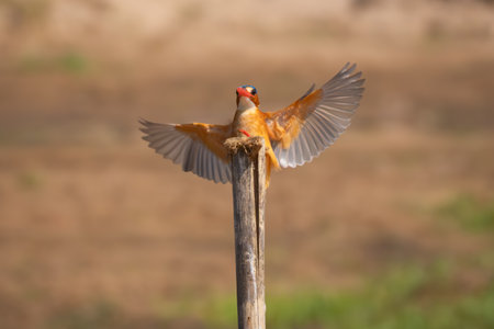 Malachite kingfisher flares wings landing on postの写真素材