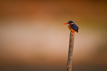 Malachite kingfisher faces left on leaning postの写真素材