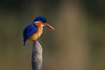 Malachite kingfisher faces right on sawn-off postの写真素材