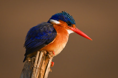 Malachite kingfisher facing right on leaning postの写真素材