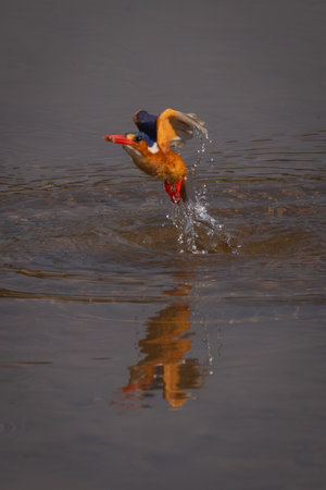 Malachite kingfisher flies from river carrying bugの写真素材