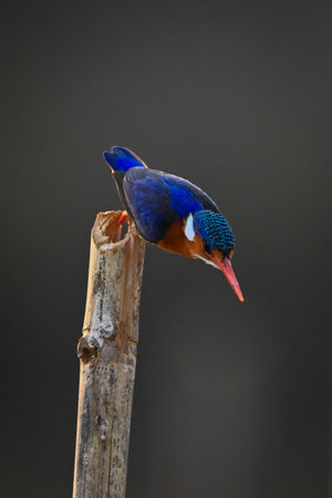 Malachite kingfisher flies down from bamboo postの写真素材