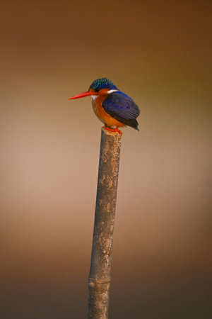 Malachite kingfisher facing left on bamboo postの写真素材