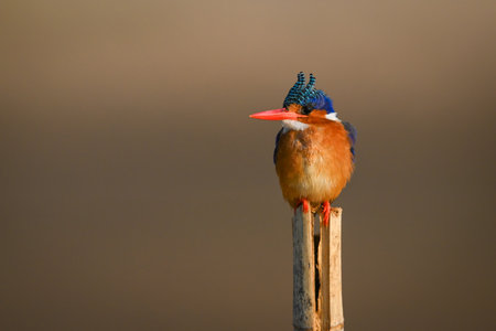 Malachite kingfisher facing camera on marker postの写真素材