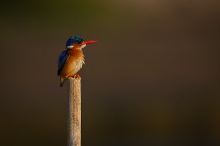 Malachite kingfisher facing right on wood postの写真素材