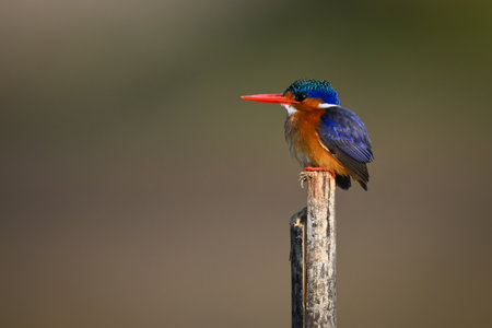 Malachite kingfisher faces left on wood postの写真素材