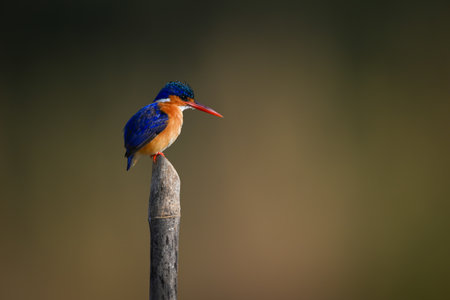 Malachite kingfisher facing right on guano-stained postの写真素材