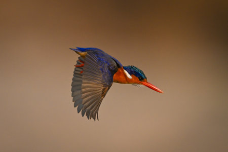 Malachite kingfisher flaps wings diving for fishの写真素材