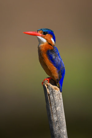 Malachite kingfisher faces left on tilting postの写真素材