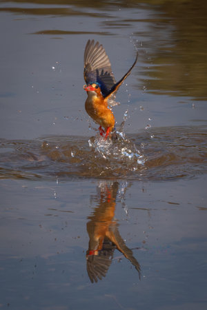 Malachite kingfisher flies splashing out of waterの写真素材