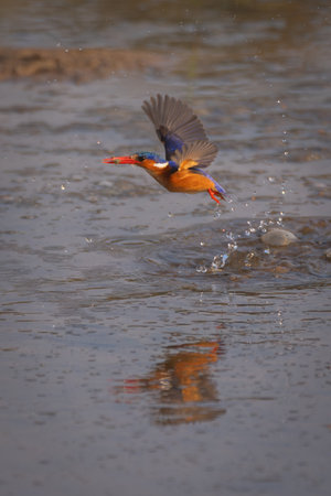 Malachite kingfisher flies over river in sprayの写真素材