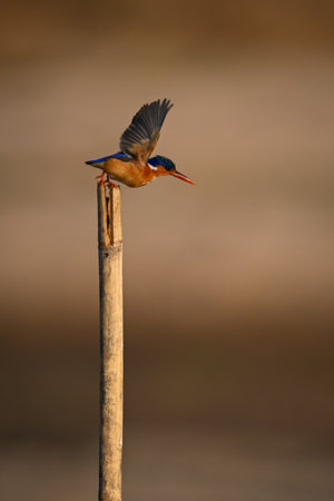 Malachite kingfisher flies from post lifting wingsの写真素材