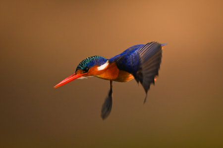 Malachite kingfisher flies down to catch fishの写真素材