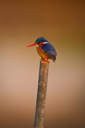 Malachite kingfisher facing left on leaning postの写真素材