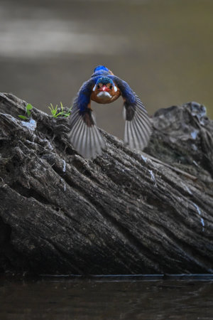 Malachite kingfisher flies from log towards cameraの写真素材