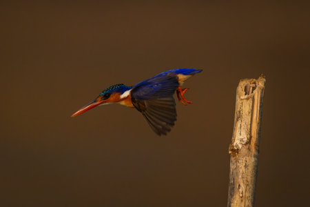 Malachite kingfisher flies away from leaning postの写真素材