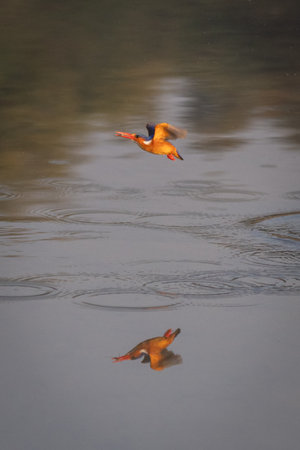 Malachite kingfisher flies over river carrying bugの写真素材
