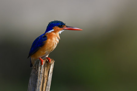 Malachite kingfisher faces right on split postの写真素材