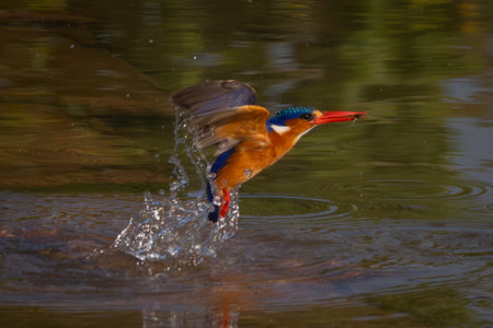 Malachite kingfisher flies from river holding preyの写真素材