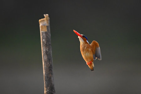 Malachite kingfisher flies up to bamboo postの写真素材