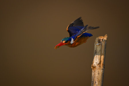 Malachite kingfisher flies off post holding bugの写真素材