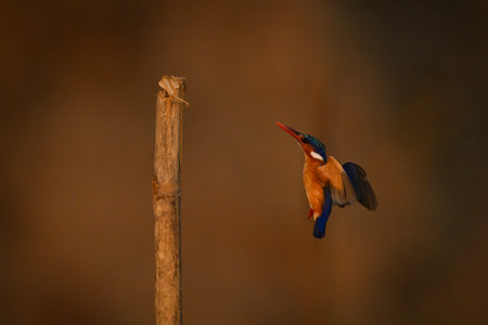 Malachite kingfisher flies towards post from belowの写真素材