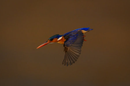 Malachite kingfisher flies down with wings lowの写真素材
