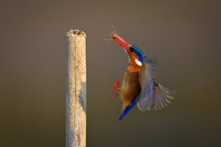 Malachite kingfisher flies towards post carrying foodの写真素材