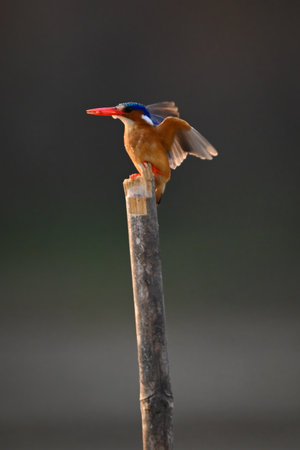 Malachite kingfisher flaps wings on bamboo postの写真素材