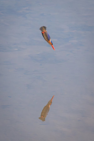 Malachite kingfisher dives toward water casting reflectionの写真素材