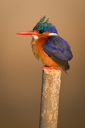Malachite kingfisher facing left on wooden postの写真素材
