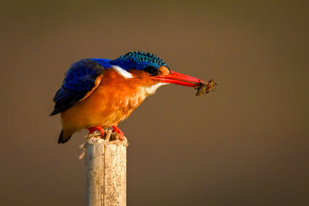 Malachite kingfisher crouches on post holding insectの写真素材