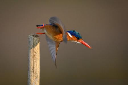 Malachite kingfisher flies away from bamboo postの写真素材