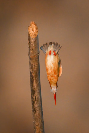 Malachite kingfisher flies vertically down from postの写真素材