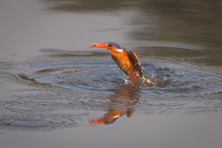 Malachite kingfisher flies from river holding insectの写真素材