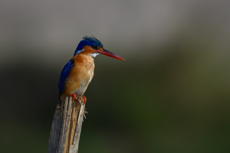 Malachite kingfisher looks down from split postの写真素材