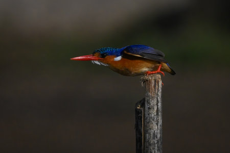 Malachite kingfisher leans forward on wooden postの写真素材