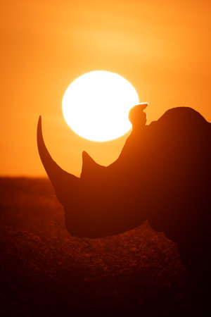 Close-up of eastern black rhino at dawnの写真素材