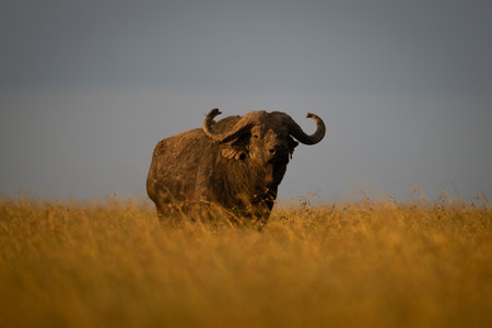 Cape buffalo stands staring on grassy horizon