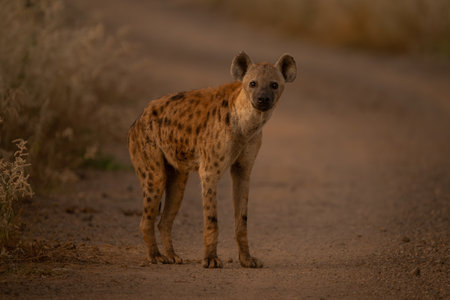 Young spotted hyena watches camera from roadの写真素材