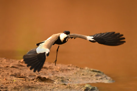 Spur-winged lapwing taking off from brown mud