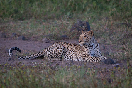 Female leopard lies in clearing scanning savannaの写真素材