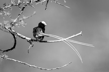 Mono straw-tailed whydah with catchlight on branch