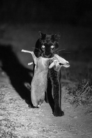 Mono black leopard carrying prey toward camera