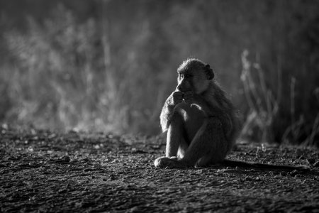 Mono yellow baboon with catchlight sits chewing