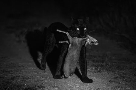 Mono black leopard walks past