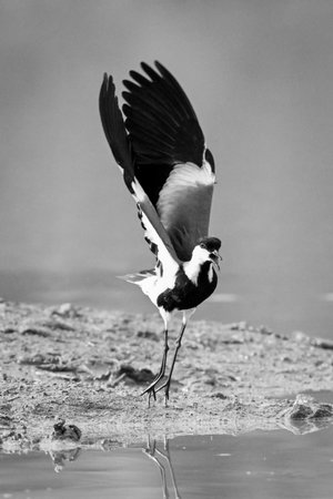 Mono spur-winged lapwing takes off from  mud